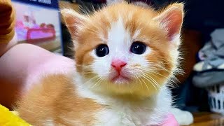 Heartwarming Reunion Worker Rescues Lone Kitten and Finds Littermates