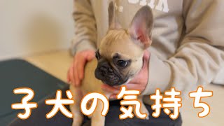 フレンチブルドッグの子犬の気持ち聞いてみた