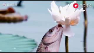 魚吃花 Fish ate lotus