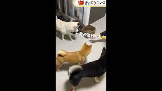 犬じゃらし？　Dogs play with a cat toy