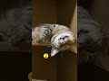 眠り猫😸👍 猫 shorts