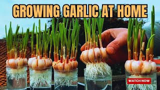 Growing garlic at home using just a few plastic bottles and water #garden #garlic #gardening