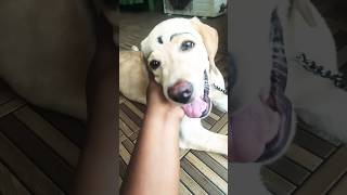 உங்களுக்கு எல்லாம் பிடிக்குமா😍#comedy #trending #trending #youtubeshorts #funny #dog