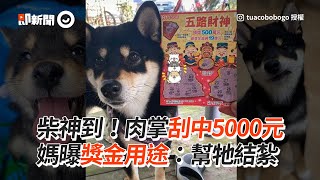 柴柴玩刮刮樂中5000元！獎金淪為結紮資金｜寵物動物｜狗｜柴犬｜精選影片