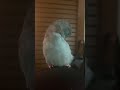 かわいい毛づくろい　マメルリハインコ