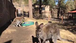 Abnormally Normal: CMZoo Zen With Wallabies