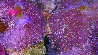 Heteractis magnifica Anemones in the Greenhouse under Natural Sunlight at Pacific East Aquaculture