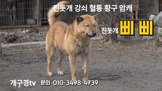 #개구경tv #토종진돗개 #진도견 #진돗개 #진도개 #반려견 #국견 #우리개 #진돗개황구 #황구 #삐삐 영상 입니다.