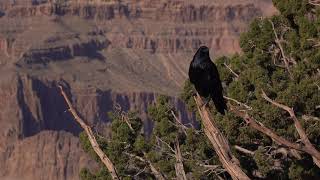 black raven sitting on tree in front of grand canyon 4k rv7z0pl4g  D