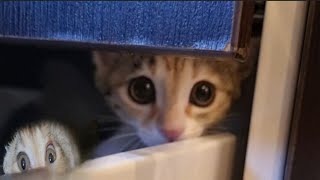 Who is the food thief? The mouse or the kitten?๐ฏ๐#viralvideo