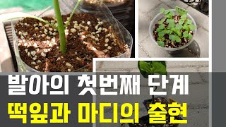 식물의 성장에서 첫번째 잎의 역할과 괴테의 시선으로 보는 떡잎에 대한 이야기