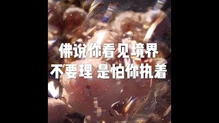 201710 佛说你看见境界不要理　是怕你执着23504