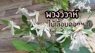 พวงวิวาห์ หรือ พวงแก้วมณี ไม้เลื้อยดอกขาวหอม ไม้มงคลแปลว่ามีความสุข #ไม้หอมต้องมี