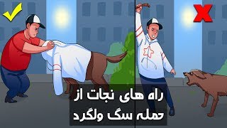 اگر سگ ولگرد به شما حمله کند چطور جان خود را نجات دهیم؟ - کابل پلس | Kabul Plus