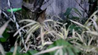 みゃあみゃあ野良仔猫2013.3.7（庭の風景）Stray kitten