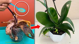 It's amazing! It can revive any rotting orchid instantly