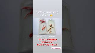 【紅白・錦鯉稚魚完売御礼!!】 2023/05/17 お買い上げありがとうございます!!京阪錦鯉センター