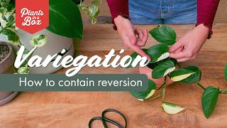 How to keep your plant Variegated!