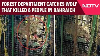 Bahraich Wolf Attack |  Forest Department Catches Wolf That Killed 8 People In Bahraich