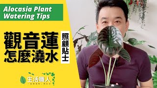 觀音蓮怎麼澆水？ - Alocasia Plant Watering Tips【生活職人】