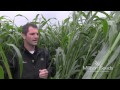 Millborn's Cow Conditioner: Sorghum Sudangrass