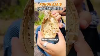 POHON AJAIB BERUSIA 5000 TAHUN #faktaunik #faktamenarik #faktadunia #facts #trending #remix #news