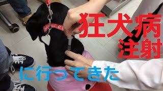 狂犬病注射に行ってきた！