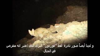 Caught on Camera in Wadi Wurayah