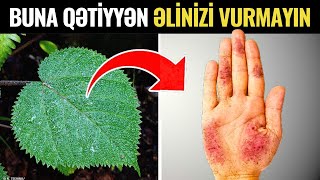 İnsanı Ağrıdan DƏLİ EDİR - Dünyanın Ən Təhlükəli Bitkisi