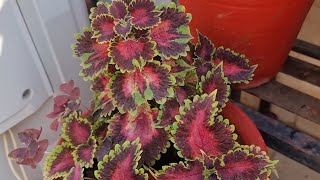 Coleus Plant की देखभाल सर्दी में कैसे करें || How to Grow and Care Coleus Plant in Winters