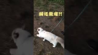 猫还能liu？你必须试一试！ #布偶 #ragdoll #遛猫