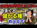 【裏情報】この花の種をまくと来年必ず得します　　　　【カーメン君】【園芸】【ガーデニング】【初心者】