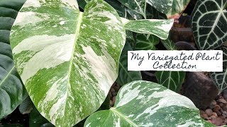 My Variegated Plant Collection 2021 | Sam's Greenhouse