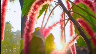 শিবজটা বা শিবঝুল ফুল//Acalypha hispida//Acalypha Cat Tail/Fox Tail plant