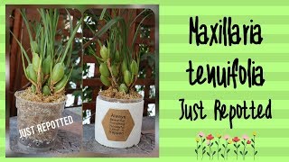 ΟΡΧΙΔΕΑ MAXILLARIA TENUIFOLIA. H ΠΙΟ ΔΥΣΚΟΛΗ ΜΕΤΑΦΥΤΕΥΣΗ EVER