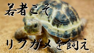 若いうちにリクガメを飼育した方が良い3つの理由