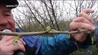 Cięcie orzechów laskowych, leszczyny cz.1/2 - pokaz M. Ścibior, R. Bokwa