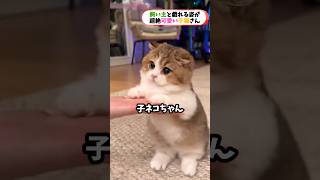 大好きな飼い主さんと戯れる子猫が超絶可愛い‼︎ #猫 #かわいい猫 #ペット #子猫