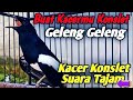 pancingan Kacer terbaru 2022 ampuh langsung nyaut gacor buka ekor#pancingan#kacerbahan