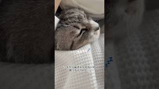 腕枕で寝落ちしそうな猫 #shorts #保護猫 #ねこのいる生活