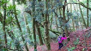 2018.06.03  台灣用走的最美 北東眼山.中央東眼山