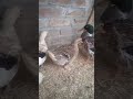 ducks mashallah