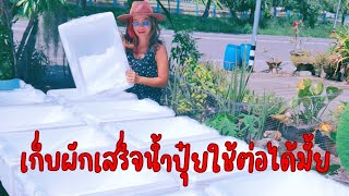 เก็บ​ผัก​เสร็จ​ใช้​น้ำปุ๋ย​ต่อ​ได้มั้ย​#ฟาร์มผักม่วนกุ๊บ #ปลูก​กลางแจ้ง​#3D#ปุ๋ยab #ผักสลัด