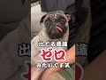 舌出過ぎちゃうパグwwwww pug dog shorts パグ ペット 犬のいる暮らし ぱぐち マヌケ舌