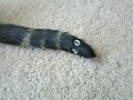 新種蛇発見か？全身に毛。furry snake captured on video