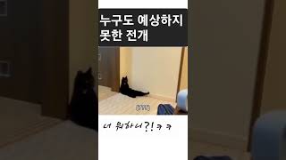 누구도 예상하지 못한 전개 귀여운 고양이 #냥이 #고양이 #귀여운 #강아지 #댕댕이