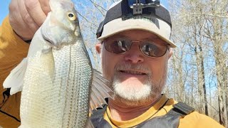 The White Bass are here!!!  Angelina River.  Great Action!!