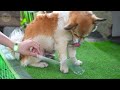 music for dogs with anxiety fun dog tv u0026 videos prevent boredom when left home alone music dogs