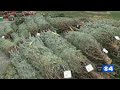 Local group gives out 300 Christmas trees to veterans in West County