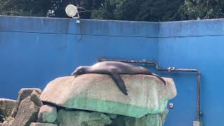 岩の上でお昼寝するメスのカリフォルニアアシカ　Sleeping California sea lion